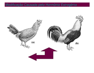 Modificação Causada pelo Hormônio Estrogênio
Modificação Causada pelo Hormônio Estrogênio
 