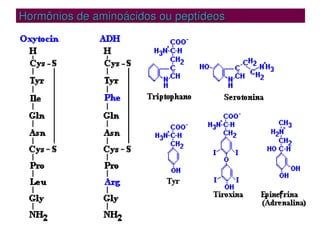 Hormônios de aminoácidos ou peptídeos
Hormônios de aminoácidos ou peptídeos
 