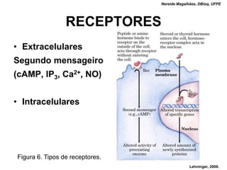 Nereide Magalhães, DBioq, UFPE




                 RECEPTORES
• Extracelulares
Segundo mensageiro
(cAMP, IP3, Ca2+, NO)


• Intracelulares




Figura 6. Tipos de receptores.
                                               Lehninger, 2000.
 