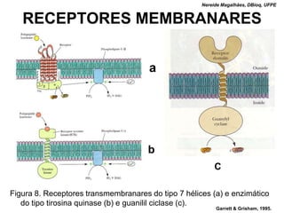 Nereide Magalhães, DBioq, UFPE


   RECEPTORES MEMBRANARES


                                      a




                                      b
                                                          C

Figura 8. Receptores transmembranares do tipo 7 hélices (a) e enzimático
   do tipo tirosina quinase (b) e guanilil ciclase (c).
                                                          Garrett & Grisham, 1995.
 
