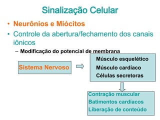 Sinalização Celular
• Neurônios e Miócitos
• Controle da abertura/fechamento dos canais
  iônicos
  – Modificação do potencial de membrana
                                 Músculo esquelético
   Sistema Nervoso              Músculo cardíaco
                                Células secretoras


                             Contração muscular
                             Batimentos cardíacos
                             Liberação de conteúdo
 