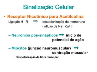 Sinalização Celular
• Receptor Nicotínico para Acetilcolina
  Ligação H –R           despolarização da membrana
                         (influxo de Na+, Ca2+ )

  – Neurônios pós-sinápticos    início de
                         potencial de ação

  – Miócitos (junção neuromuscular)
                          contração muscular
    • Despolarização da fibra muscular
 
