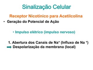 Sinalização Celular
   Receptor Nicotínico para Acetilcolina
• Geração do Potencial de Ação

     • Impulso elétrico (impulso nervoso)

  1. Abertura dos Canais de Na+ (Influxo de Na +)
     Despolarização da membrana (local)
 