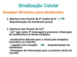 Sinalização Celular
Receptor Nicotínico para Acetilcolina
  2. Abertura dos Canais de K+ (saída de K + )
     Repolarização da membrana (local)

  3. Abertura dos Canais de Ca2+
    . Ca2+ age como 20 mensageiro promove a liberação
    de acetilcolina na fenda sináptica

   . Acetilcolina difunde para a célula pós-sináptica
   (neurônio ou miócito)
   . Ligação com receptor           despolarização da
   membrana
   . Passagem da informação para a próxima célula do
   circuito
 
