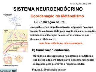 Nereide Magalhães, DBioq, UFPE



            SISTEMA NEUROENDÓCRINO
                  Coordenação do Metabolismo
                     a) Sinalização neural
                  Um sinal elétrico (impulso nervoso) originado no corpo
                  do neurônio é transmitido pelo axônio até as terminações,
                  estimulando a liberação de neurotransmissores que
                  atuam em células alvo:
                          neurônio, miócito ou célula secretora.

                    b) Sinalização endócrina
                     Hormônios são secretados na corrente circulatória e
                     são distribuídos em células alvo onde interagem com
                     receptores para promover a resposta celular.

Lehninger, 2000
                    Figura 2. Sinalização celular.
 