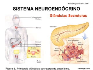 Nereide Magalhães, DBioq, UFPE



      SISTEMA NEUROENDÓCRINO
                                     Glândulas Secretoras




Figura 3. Principais glândulas secretoras do organismo.            Lehninger, 2000.
 