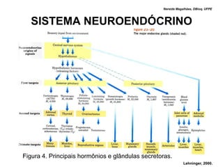 Nereide Magalhães, DBioq, UFPE



  SISTEMA NEUROENDÓCRINO




Figura 4. Principais hormônios e glândulas secretoras.
                                                              Lehninger, 2000.
 