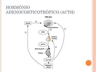 HORMÔNIO
ADENOCORTICOTRÓFICO (ACTH)
 