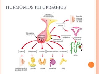 HORMÔNIOS HIPOFISÁRIOS
 