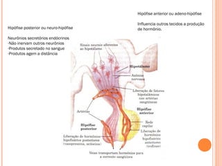Hipófise posterior ou neuro-hipófise
Neurônios secretórios endócrinos
-Não inervam outros neurônios
-Produtos secretado no sangue
-Produtos agem a distância
Hipófise anterior ou adeno-hipófise
Influencia outros tecidos a produção
de hormônio.
 