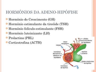 HORMÔNIOS DA ADENO-HIPÓFISE
 Hormônio do Crescimento (GH)
 Hormônio estimulante da tireóide (TSH)
 Hormônio folículo-estimulante (FSH)
 Hormônio luteinizante (LH)
 Prolactina (PRL)
 Corticotrofina (ACTH)
 