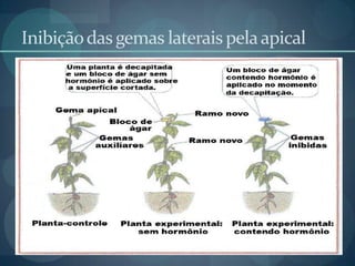 Inibiçãodas gemas lateraispelaapical
 