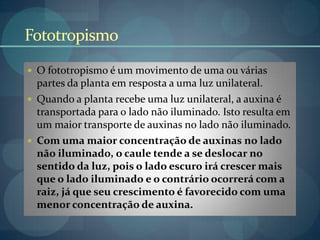 Fototropismo
 O fototropismo é um movimento de uma ou várias
partes da planta em resposta a uma luz unilateral.
 Quando a planta recebe uma luz unilateral, a auxina é
transportada para o lado não iluminado. Isto resulta em
um maior transporte de auxinas no lado não iluminado.
 Com uma maior concentração de auxinas no lado
não iluminado, o caule tende a se deslocar no
sentido da luz, pois o lado escuro irá crescer mais
que o lado iluminado e o contrário ocorrerá com a
raiz, já que seu crescimento é favorecido com uma
menor concentração de auxina.
 