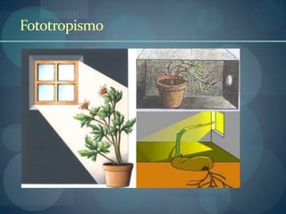 Fototropismo
 