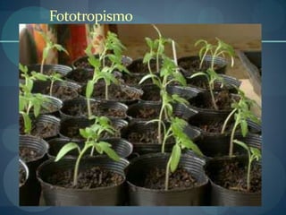 Fototropismo
 