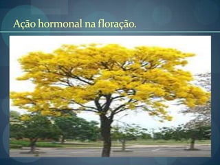 Ação hormonal na floração.
 