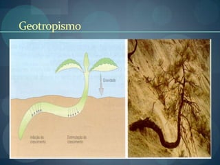 Geotropismo
 