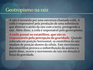 Geotropismo na raiz
 A raiz é revestida por uma estrutura chamada coifa. A
coifa é responsável pela produção de uma substância
que diminui o atrito da raiz com a terra, protegendo a
raiz. Além disso, a coifa é responsável pelo geotropismo.
 A coifa possui os estatólitos, que são os
responsáveis pela percepção da gravidade. Quando
colocada em posição horizontal, os estatólitos da raiz
mudam de posição dentro da célula. Este movimento
dos estatólitos provoca a redistribuição da auxina e a
partir disso, ocorre o movimento da raiz em direção à
força da gravidade.
 