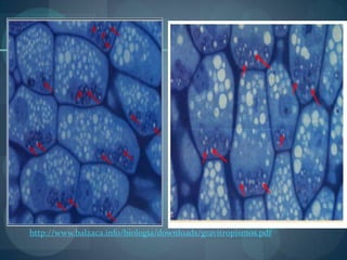http://www.balzaca.info/biologia/downloads/gravitropismos.pdf
 