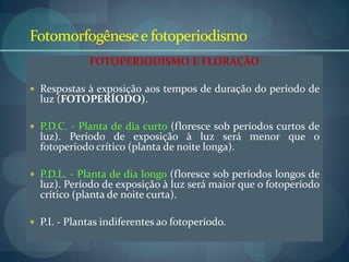 Fotomorfogênesee fotoperiodismo
FOTOPERIODISMO E FLORAÇÃO
 Respostas à exposição aos tempos de duração do período de
luz (FOTOPERÍODO).
 P.D.C. - Planta de dia curto (floresce sob períodos curtos de
luz). Período de exposição à luz será menor que o
fotoperíodo crítico (planta de noite longa).
 P.D.L. - Planta de dia longo (floresce sob períodos longos de
luz). Período de exposição à luz será maior que o fotoperíodo
crítico (planta de noite curta).
 P.I. - Plantas indiferentes ao fotoperíodo.
 