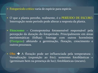  Fotoperíodo crítico varia de espécie para espécie.
 O que a planta percebe, realmente, é o PERÍODO DE ESCURO.
Interrupção neste período pode alterar a resposta da planta.
 Fitocromo – Cromoproteína fotossensível responsável pela
percepção da duração do fotoperíodo. Principalmente em áreas
meristemáticas (folhas). Interage com outros hormônios
(Florígeno) afetando a germinação, floração, crescimento e
outros processos.
 Obs  A floração pode ser influenciada pela temperatura -
Vernalização (exposição ao frio); sementes fotoblásticas +
(germinam bem na presença de luz); fotoblásticas-(escuro).
 