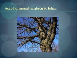 Ação hormonal naabscisão foliar.
 