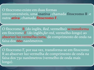 O fitocromo existe em duas formas
interconversíveis, uma inativa, chamada fitocromo R, e
outra ativa, chamada fitocromo F.
O fitocromo R (do inglês, Red, vermelho) se transforma
em fitocromo F (do inglês,far-red, vermelho-longo) ao
absorver luz vermelha curta, de comprimento de onda na
faixa dos 660 nanômetros.
O fitocromo F, por sua vez, transforma-se em fitocromo
R ao absorver luz vermelha de comprimento de onda na
faixa dos 730 nanômetros (vermelho de onda mais
longa).
 