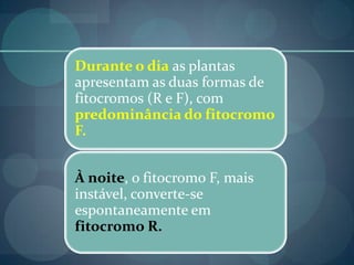 Durante o dia as plantas
apresentam as duas formas de
fitocromos (R e F), com
predominância do fitocromo
F.
À noite, o fitocromo F, mais
instável, converte-se
espontaneamente em
fitocromo R.
 