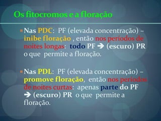 Os fitocromosea floração
Nas PDC: PF (elevada concentração) –
inibe floração , então nos períodos de
noites longas: todo PF  (escuro) PR
o que permite a floração.
Nas PDL: PF (elevada concentração) –
promove floração, então nos períodos
de noites curtas: apenas parte do PF
 (escuro) PR o que permite a
floração.
 