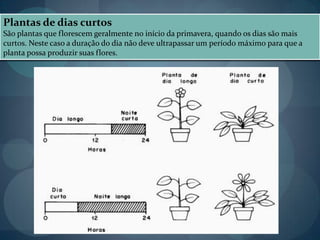 Plantas de dias curtos
São plantas que florescem geralmente no início da primavera, quando os dias são mais
curtos. Neste caso a duração do dia não deve ultrapassar um período máximo para que a
planta possa produzir suas flores.
 