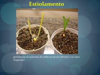 germinação de sementes de milho no escuro (direita) e no claro
(esquerda)
Estiolamento
 