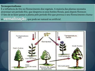 Termoperiodismo
É a influência do frio no florescimento dos vegetais. A maioria das plantas necessita
atravessar um período frio, que desperta os seus botões florais, para depois florescer.
O fato de se fazer passar a planta pelo período frio que provoca o seu florescimento chama-
se , que pode ser natural ou artificial.
 
