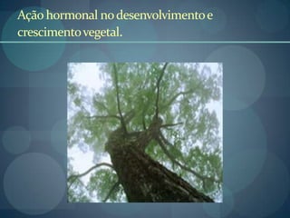 Ação hormonal nodesenvolvimentoe
crescimentovegetal.
 