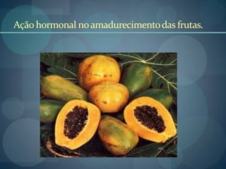 Ação hormonal noamadurecimentodas frutas.
 