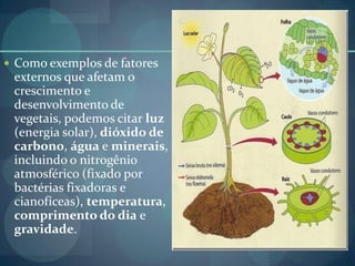  Como exemplos de fatores
externos que afetam o
crescimento e
desenvolvimento de
vegetais, podemos citar luz
(energia solar), dióxido de
carbono, água e minerais,
incluindo o nitrogênio
atmosférico (fixado por
bactérias fixadoras e
cianofíceas), temperatura,
comprimento do dia e
gravidade.
 