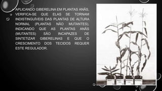 • APLICANDO GIBERELINA EM PLANTAS ANÃS,
VERIFICA-SE QUE ELAS SE TORNAM
INDISTINGUÍVEIS DAS PLANTAS DE ALTURA
NORMAL (PLANTAS NÃO MUTANTES),
INDICANDO QUE AS PLANTAS ANÃS
(MUTANTES) SÃO INCAPAZES DE
SINTETIZAR GIBERELINAS E QUE O
CRESCIMENTO DOS TECIDOS REQUER
ESTE REGULADOR.
 