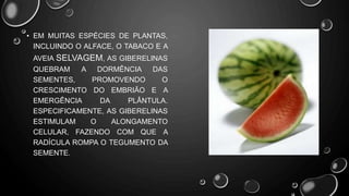 • EM MUITAS ESPÉCIES DE PLANTAS,
INCLUINDO O ALFACE, O TABACO E A
AVEIA SELVAGEM, AS GIBERELINAS
QUEBRAM A DORMÊNCIA DAS
SEMENTES, PROMOVENDO O
CRESCIMENTO DO EMBRIÃO E A
EMERGÊNCIA DA PLÂNTULA.
ESPECIFICAMENTE, AS GIBERELINAS
ESTIMULAM O ALONGAMENTO
CELULAR, FAZENDO COM QUE A
RADÍCULA ROMPA O TEGUMENTO DA
SEMENTE.
 