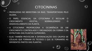 CITOCININAS
• PRODUZIDAS NO MERISTEMA DA RAIZ, TRANSPORTADAS PELO
XILEMA,
• O PAPEL ESSENCIAL DA CITOCININA É REGULAR O
CRESCIMENTO VEGETAL, NORMALIZANDO O
DESENVOLVIMENTO DA PLANTA.
• A CITOCININA PROPORCIONA A OCORRÊNCIA DE UM
CRESCIMENTO CONTROLADO E ORGANIZADO DA FORMA E DA
ESTRUTURA DAS PLANTAS SUPERIORES.
• ELAS TAMBÉM PROVOCAM A DIFERENCIAÇÃO DOS GRUPOS DE
CÉLULAS QUE FORMAM OS TECIDOS E QUE SE TORNARÃO AS
DIFERENTES PARTES DAS PLANTAS.
 
