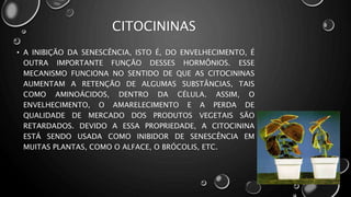 • A INIBIÇÃO DA SENESCÊNCIA, ISTO É, DO ENVELHECIMENTO, É
OUTRA IMPORTANTE FUNÇÃO DESSES HORMÔNIOS. ESSE
MECANISMO FUNCIONA NO SENTIDO DE QUE AS CITOCININAS
AUMENTAM A RETENÇÃO DE ALGUMAS SUBSTÂNCIAS, TAIS
COMO AMINOÁCIDOS, DENTRO DA CÉLULA. ASSIM, O
ENVELHECIMENTO, O AMARELECIMENTO E A PERDA DE
QUALIDADE DE MERCADO DOS PRODUTOS VEGETAIS SÃO
RETARDADOS. DEVIDO A ESSA PROPRIEDADE, A CITOCININA
ESTÁ SENDO USADA COMO INIBIDOR DE SENESCÊNCIA EM
MUITAS PLANTAS, COMO O ALFACE, O BRÓCOLIS, ETC.
CITOCININAS
 