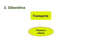 2. Giberelina
Transporte
Floema e
xilema
 
