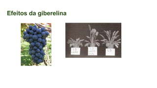 Efeitos da giberelina
 