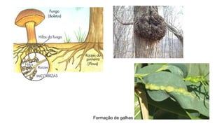 Formação de galhas
 