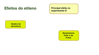 Efeitos do etileno Principal efeito no
experimento 
Quebra da
dormência
Senescência
foliar e de
frutos
 