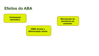 Efeitos do ABA
Fechamento
estomático
INIBE divisão e
diferenciação celular
Manutenção da
dormência em
sementes
 