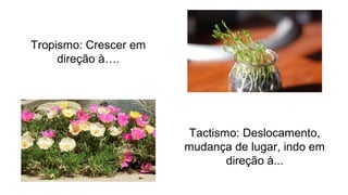 Tropismo: Crescer em
direção à….
Tactismo: Deslocamento,
mudança de lugar, indo em
direção à...
 