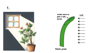 1.Fototropismo
 