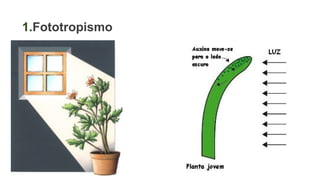 1.Fototropismo
 