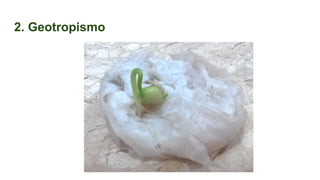 2. Geotropismo
 