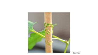 Gavinhas
 