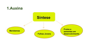 1.Auxina
Síntese
Meristemas
Folhas Jovens
Frutos e
sementes em
desenvolvimento
 